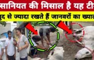 ग्रेटर नोएडा,, इंसानियत की मिसाल है यह टीम । खुद से ज्यादा रखते हैं जानवरों का ख्याल। GBN Express news