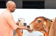 गोरखपुर- गोरखनाथ मंदिर की गोशाला में मुख्यमंत्री ने की गोवर्धन पूजा I